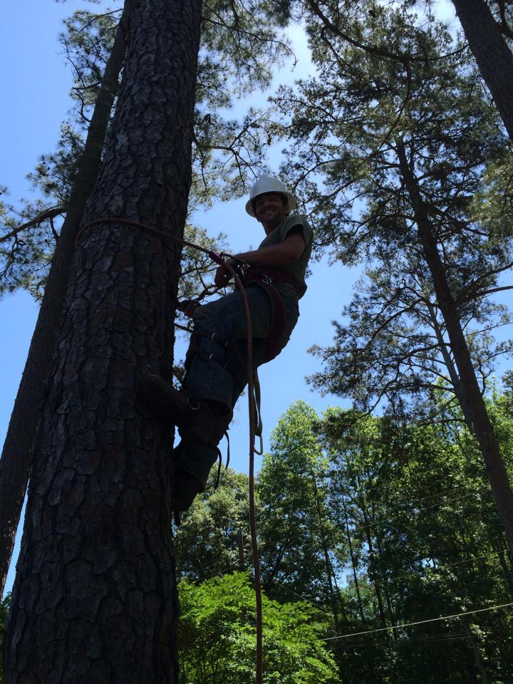 a tree trimming in a tree